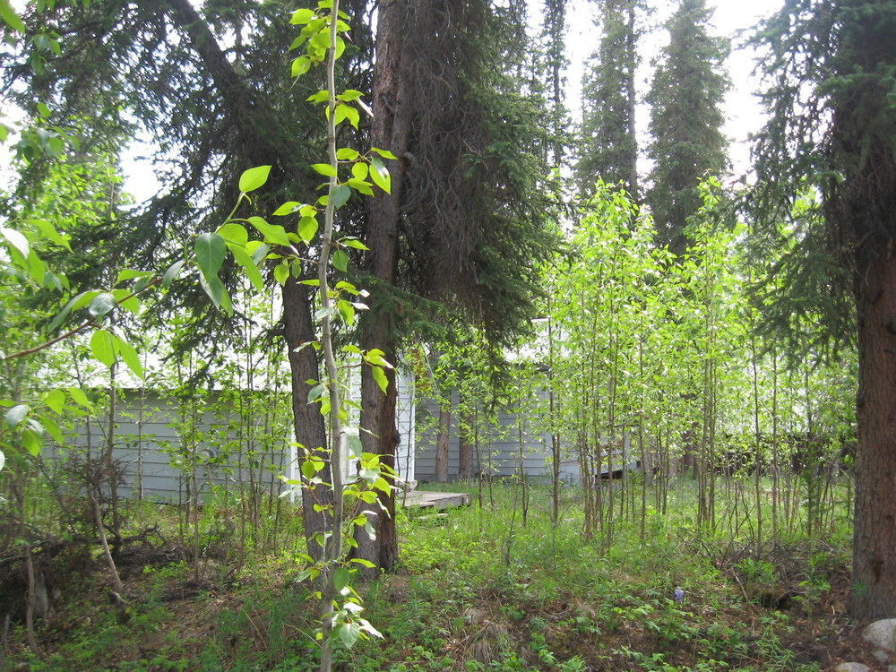 The Perch Resort Denali Park Exterior foto