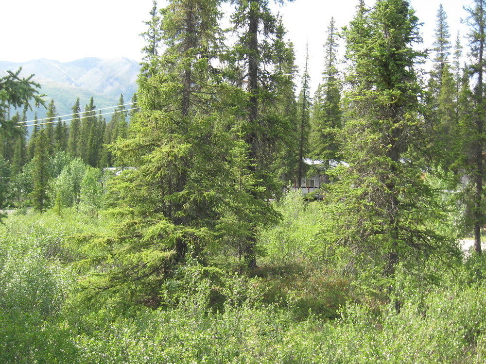 The Perch Resort Denali Park Exterior foto